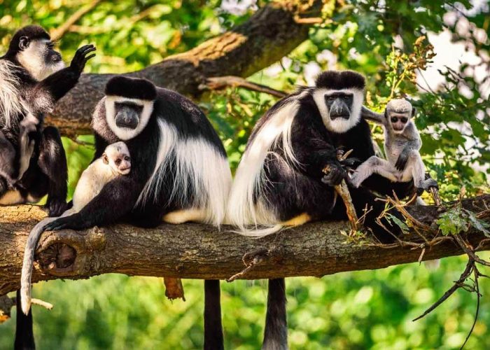 Arusha-National-Park-BABOONS