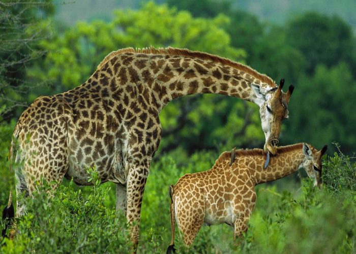 Arusha-National-Park-Day-Trip