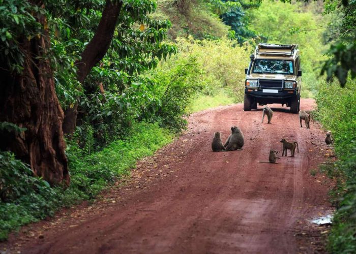 Lake manyara baboons (1)