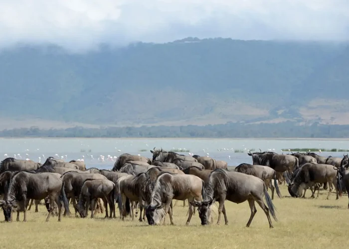 Ngorongoro-wildebeest