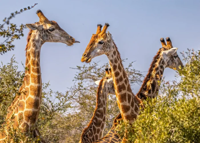 Serval Wildlife Sanctuary