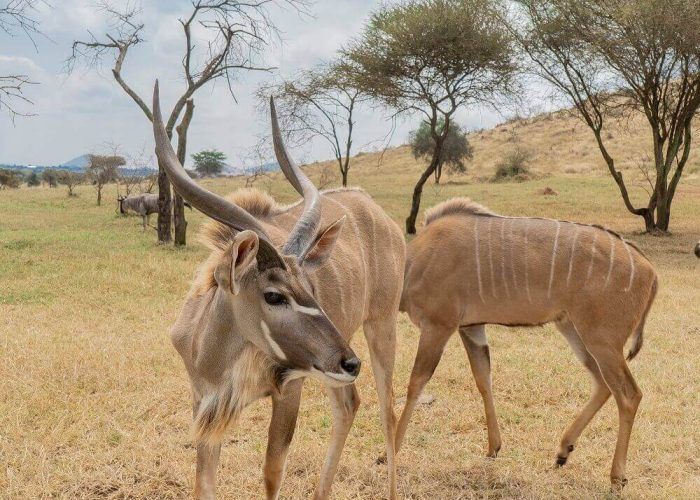 Serval-wildlife-day-trip