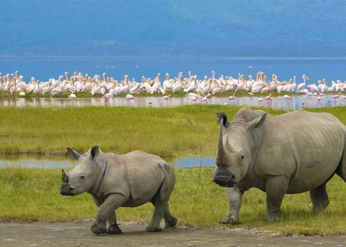 black-rhinos-and-flamingos