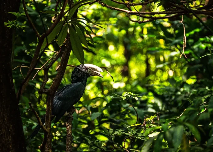 lake manyara bird