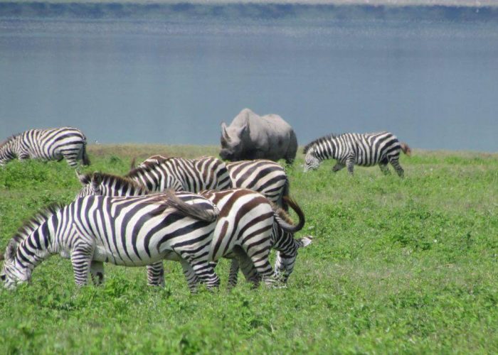 lake manyara zebrq