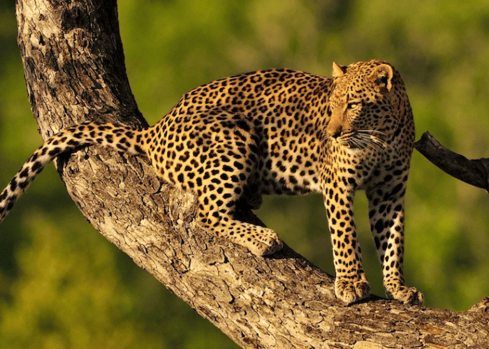 leopard in ngorngoro (1)