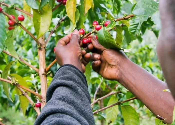 materuni-coffee-tour