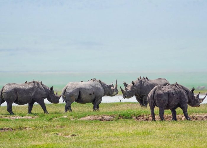 ngorongoro rhino3